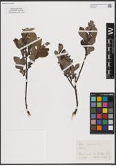 Foto von Salix caprea L.